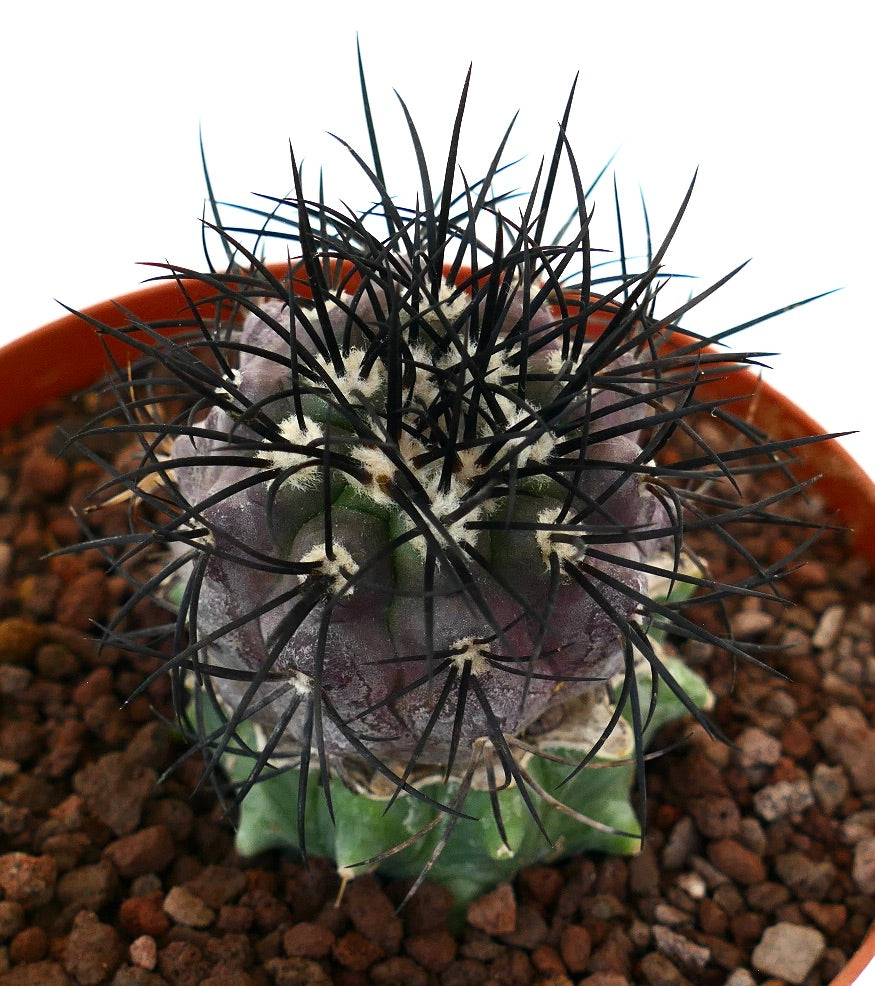 Copiapoa griseoviolacea seltener Sukkulenten-Kaktus mit dunklen Stacheln und violett-grünem Körper im Topf