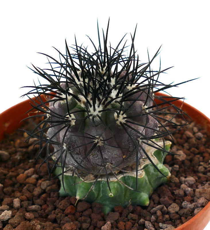 Copiapoa griseoviolacea seltener Kaktus mit dunklen Stacheln und violett-grün strukturiertem Körper im Topf