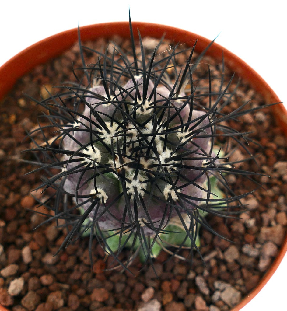 Copiapoa griseoviolacea seltener, sukkulenter Kaktus mit dichten schwarzen Dornen und violett-grünem Körper