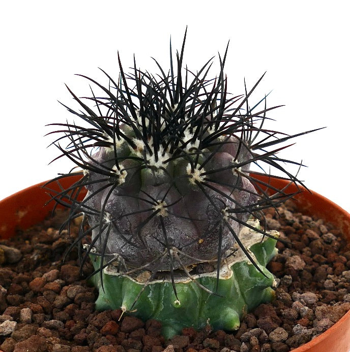 Copiapoa griseoviolacea seltener Sukkulenten-Kaktus mit dunklen Dornen und lila-grünem Körper im Topf