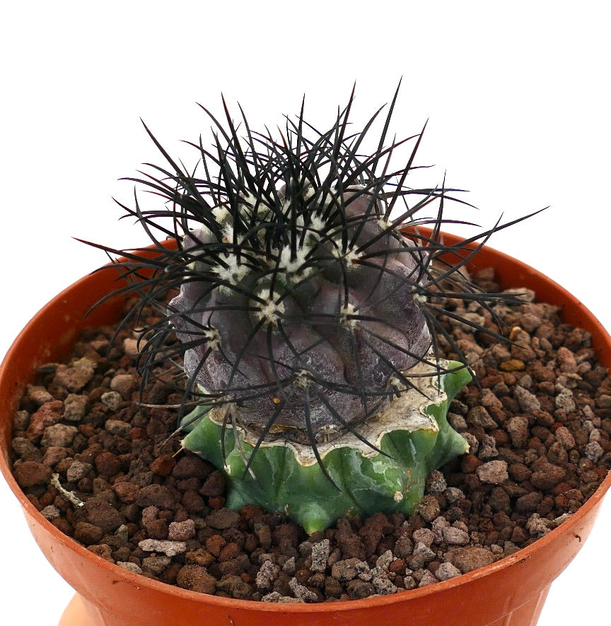 Copiapoa griseoviolacea seltener Kaktus mit dunklen Dornen und grünem veredeltem Sockel im Topf