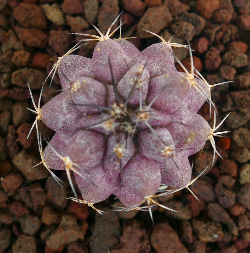 Copiapoa griseoviolacea x Copiapoa cinerea zeldzame paarse vetplant cactus met lange witte stekels