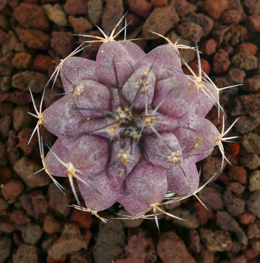 Seltene sukkulente Kakteen Copiapoa griseoviolacea x Copiapoa cinerea mit langen weißen Dornen in violett