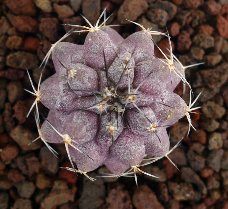 Copiapoa griseoviolacea x Copiapoa cinerea zeldzame paarse vetplant cactus met opvallende stekels
