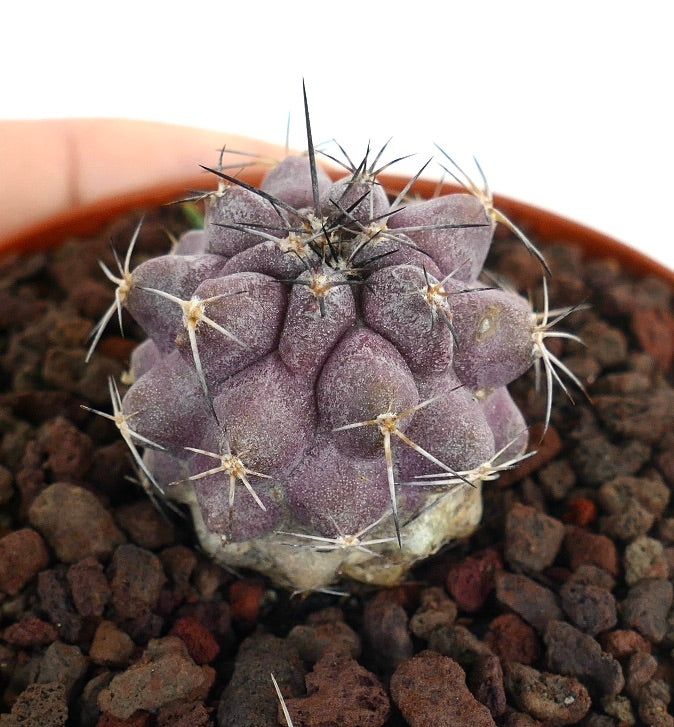 Copiapoa griseoviolacea zeldzame paarse vetplant cactus met scherpe stekels in rotsachtige grond