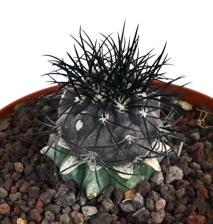 Copiapoa griseoviolacea seltener Kaktus mit dunklen Dornen und strukturiertem grau-grünem Körper im Topf