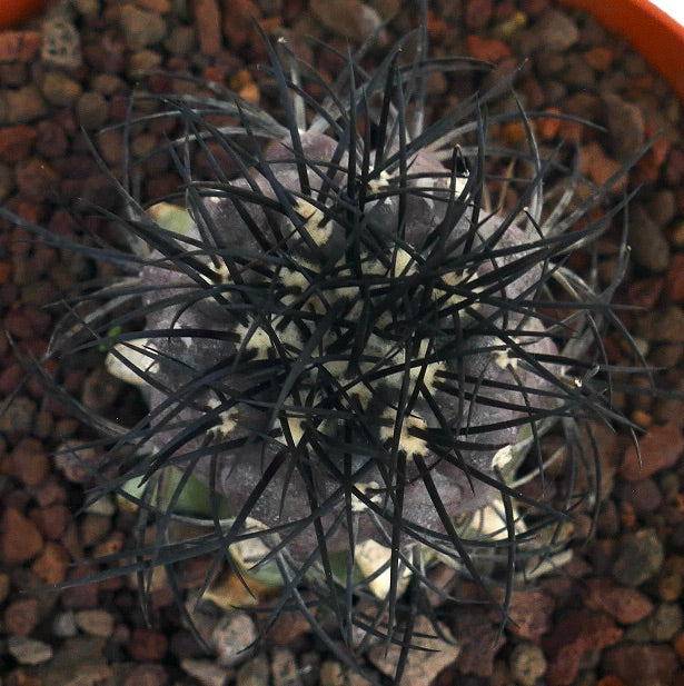 Copiapoa griseoviolacea seltener Kaktus mit dichten langen schwarzen Dornen und grauem Körper im Topf
