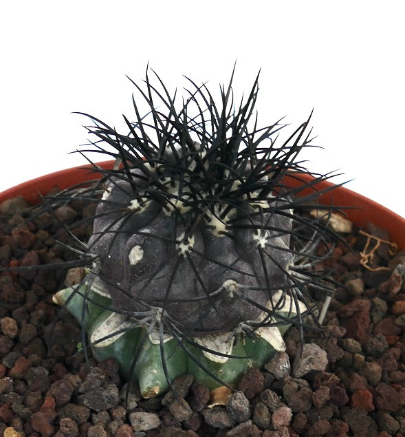Copiapoa griseoviolacea seltener Sukkulenten-Kaktus mit dunklen Dornen und strukturiertem grau-grünem Körper