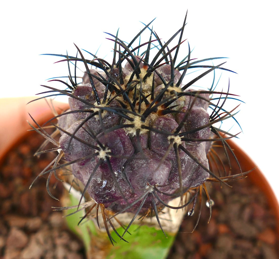 Copiapoa griseoviolacea seltener lila Sukkulenten-Kaktus mit langen schwarzen Dornen und strukturierter Oberfläche