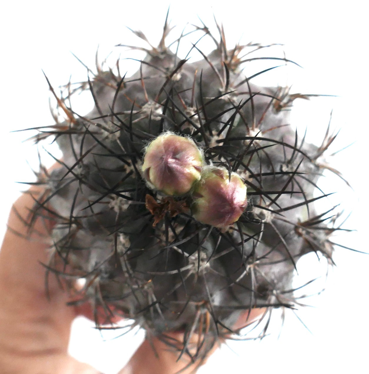 Primo piano dall'alto di un cactus Copiapoa griseoviolacea che mostra due boccioli di fiori rotondi e rosa emergenti tra fitte spine nere.