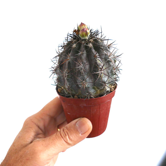 Copiapoa griseoviolacea cactus in a small brown plastic pot, held in hand, with visible dark ribs, long black spines, and a developing flower bud at the apex.