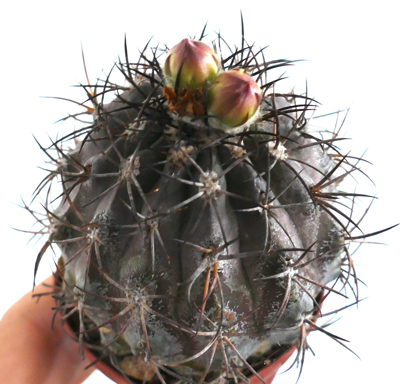 Vista dall'alto del cactus Copiapoa griseoviolacea che evidenzia il corpo costoluto, le spine appuntite e due prominenti boccioli floreali rosati in formazione sulla sommità.