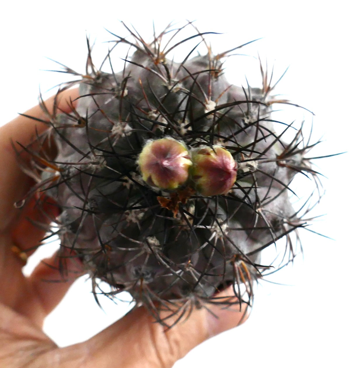 vista dall'alto del cactus Copiapoa griseoviolacea con fitte spine nere e due boccioli floreali arrotondati di colore rosa che emergono al centro.