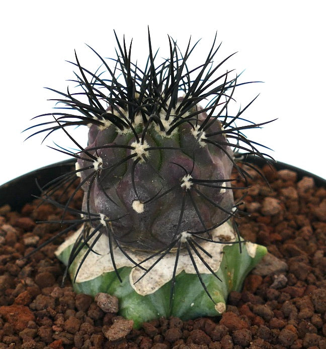 Copiapoa griseoviolacea seltener Kaktus mit starken schwarzen Dornen und strukturiertem violett-grünem Körper