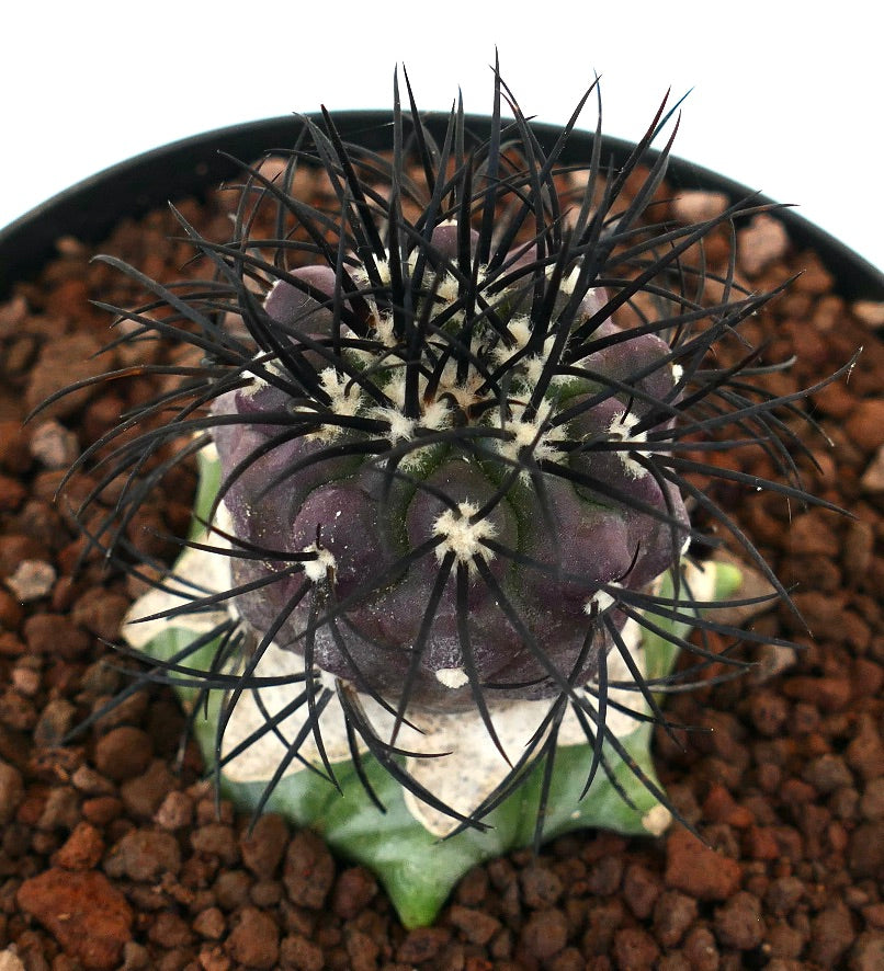 Copiapoa griseoviolacea seltener Kaktus mit dunklen Stacheln und rundlichem, violettem Körper im Topf