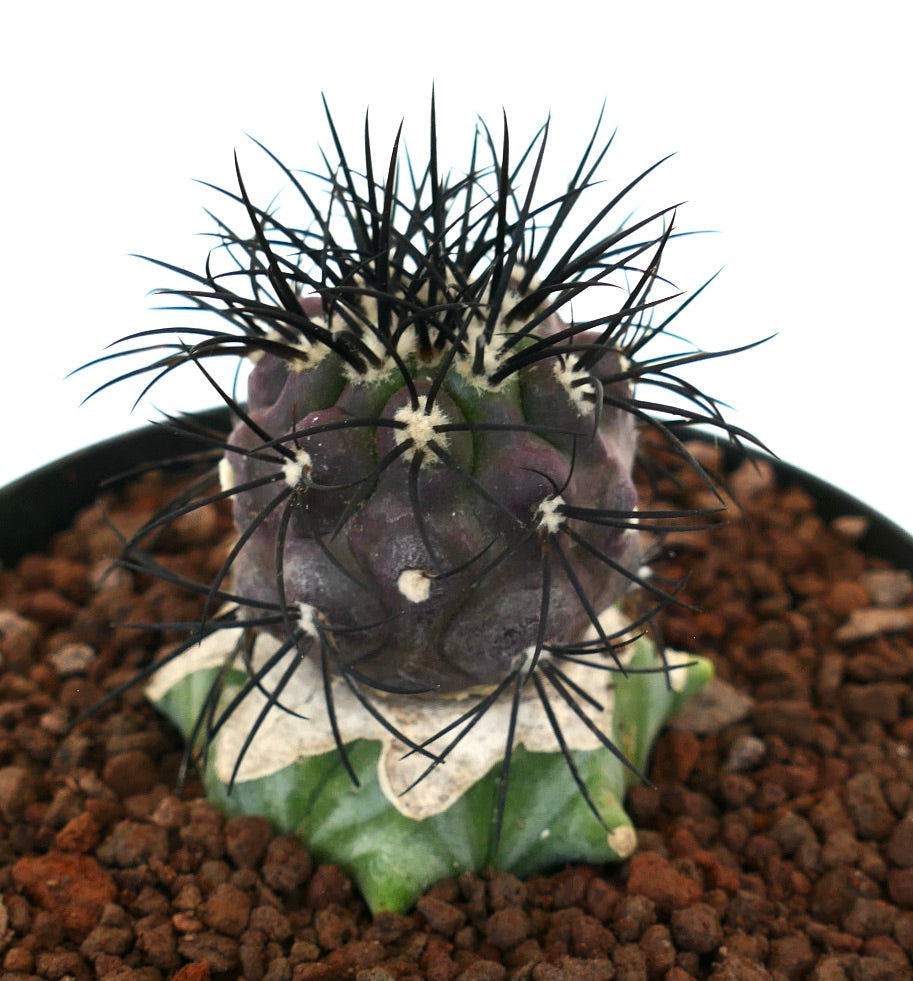 Copiapoa griseoviolacea seltener Kaktus mit kräftigen schwarzen Dornen und violett-grünem Stamm, auf Unterlage veredelt
