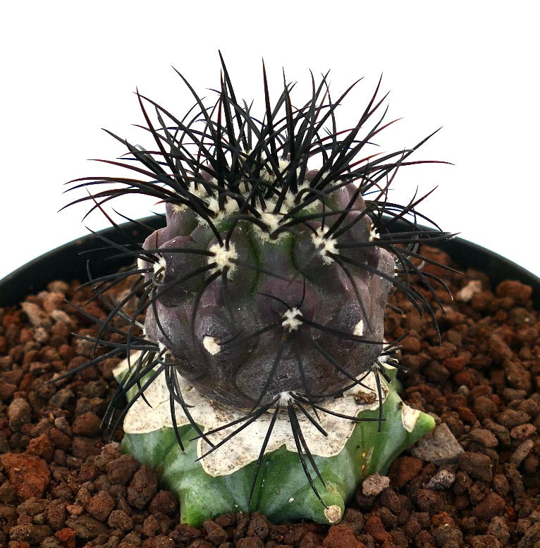 Copiapoa griseoviolacea seltener Kaktus mit kräftigen schwarzen Dornen und strukturierter grüner Basis
