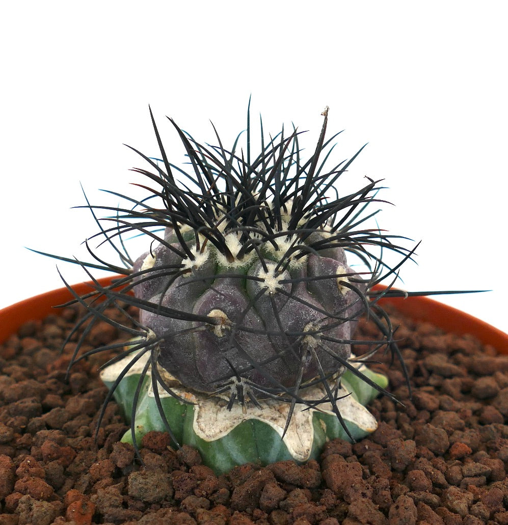 Copiapoa griseoviolacea rare cactus with dark strong spines and green grafted base in pot
