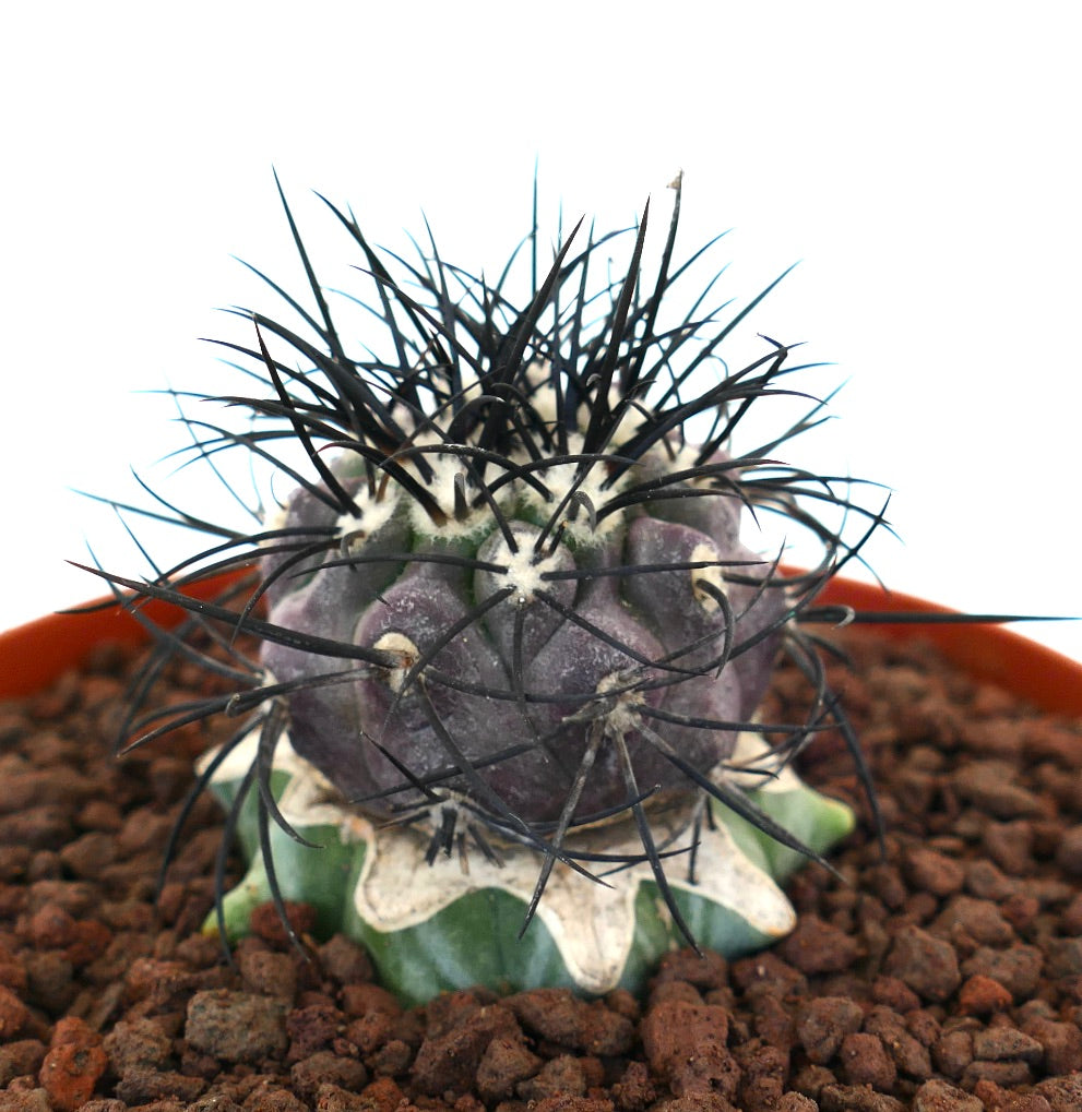Copiapoa griseoviolacea rare cactus with strong black spines and purple-green body in pot