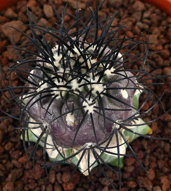 Copiapoa griseoviolacea rare cactus with strong black spines and purple-gray body