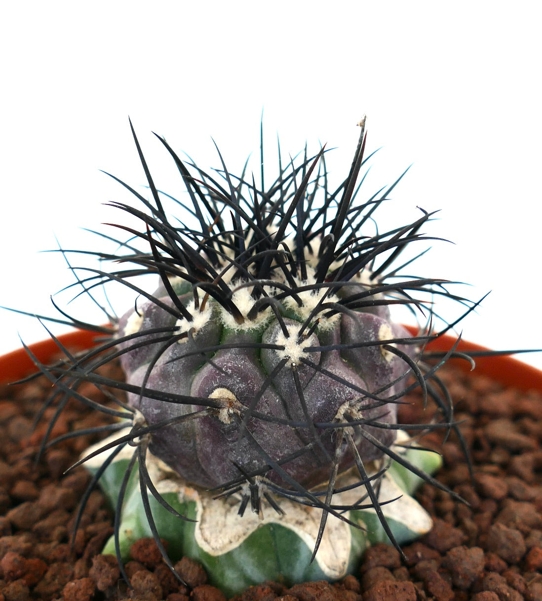 Copiapoa griseoviolacea rare cactus with dark strong spines and purple-green body