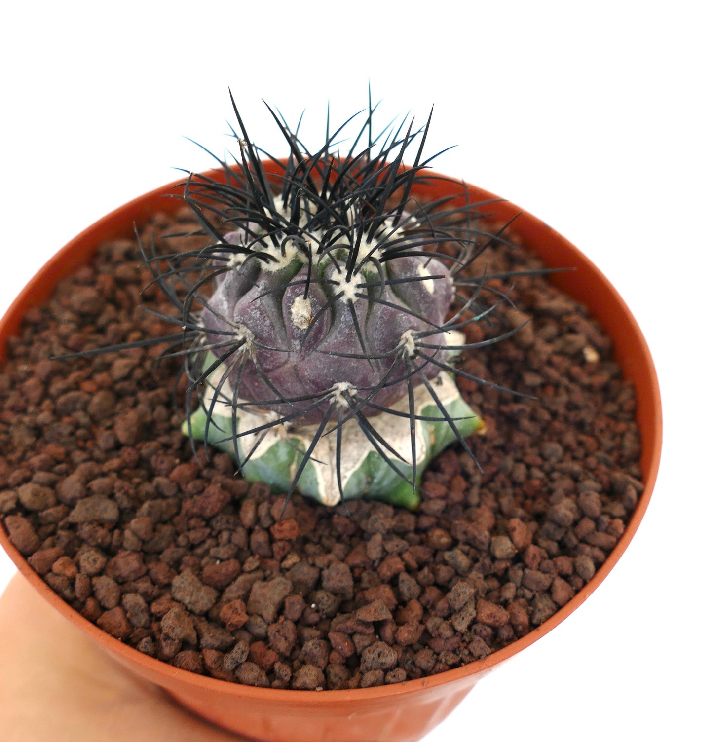 Copiapoa griseoviolacea rare succulent cactus with strong black spines and purple body