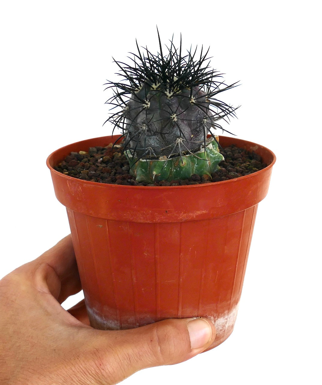 Copiapoa griseoviolacea rare succulent cactus with gray body and long black spines in pot