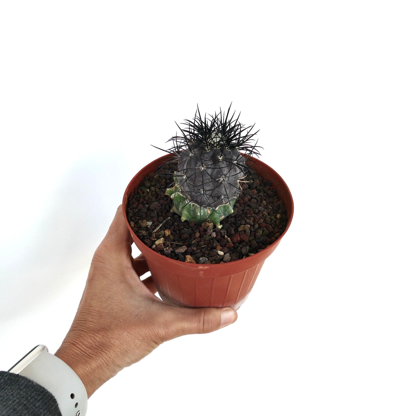Copiapoa griseoviolacea small succulent cactus with dense black spines in pot