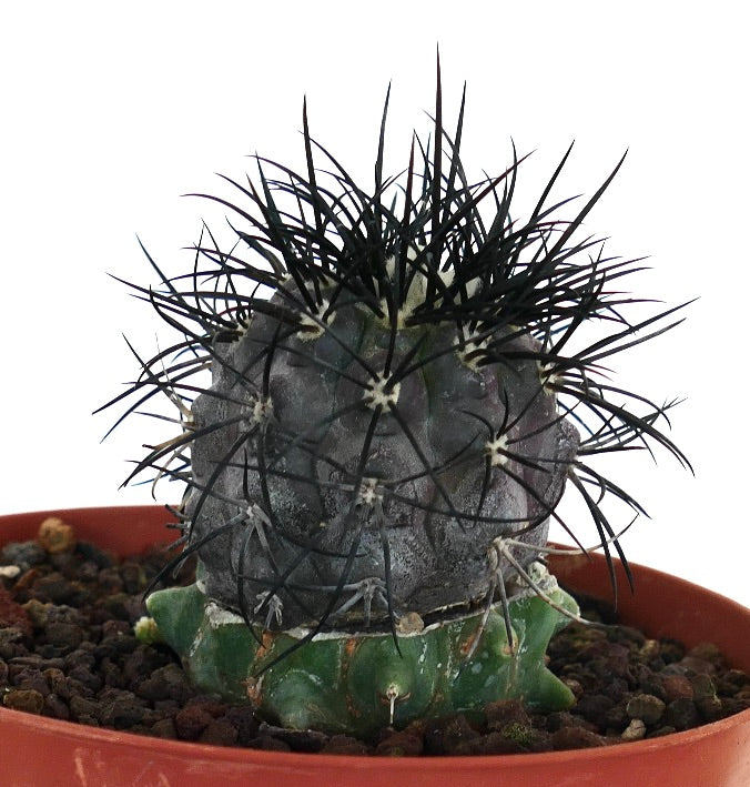 Copiapoa griseoviolacea succulent cactus with dense long black spines and gray body