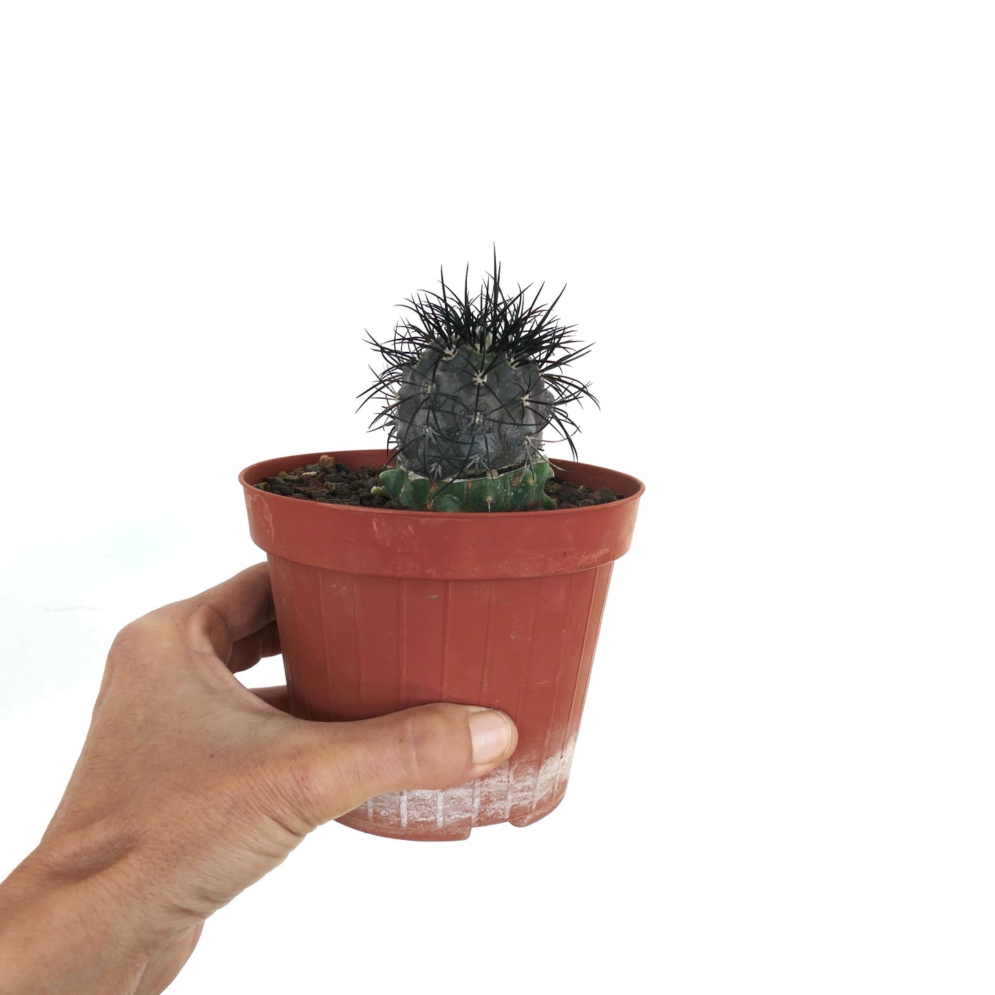 Copiapoa griseoviolacea rare cactus with dense dark spines and grayish rounded body in pot