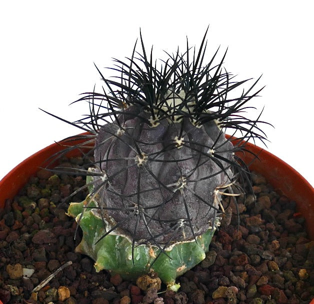 Copiapoa griseoviolacea rare succulent cactus with gray body and long black spines
