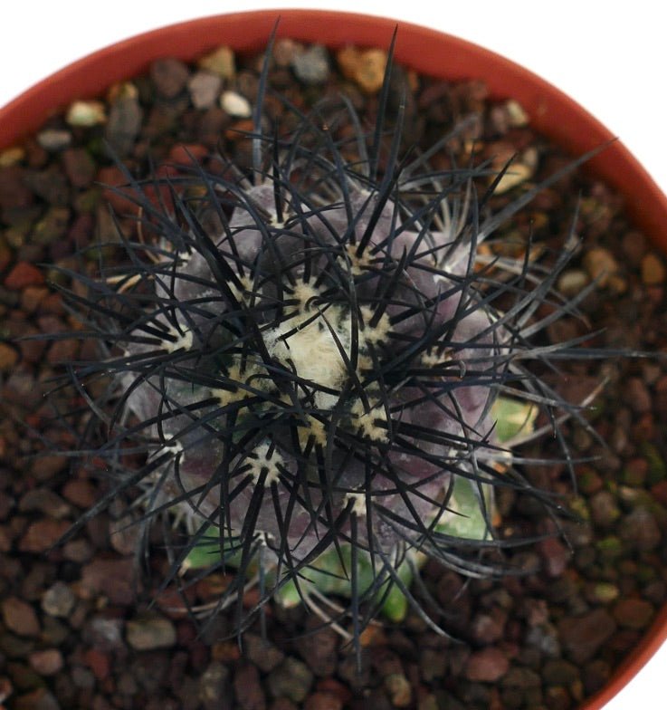 Copiapoa griseoviolacea rare succulent cactus with dense long black spines and gray body