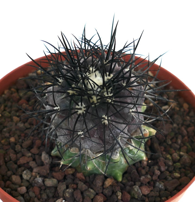 Copiapoa griseoviolacea rare succulent cactus with dense black spines and grayish body