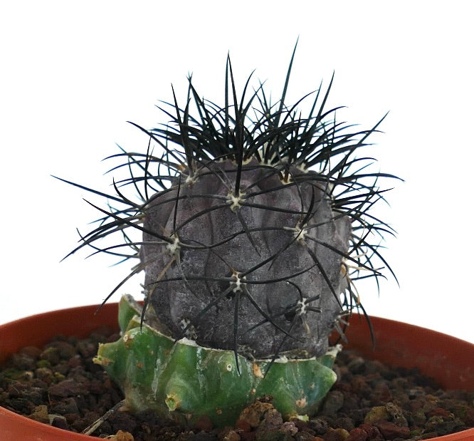 Copiapoa griseoviolacea rare succulent cactus with dense black spines and gray body