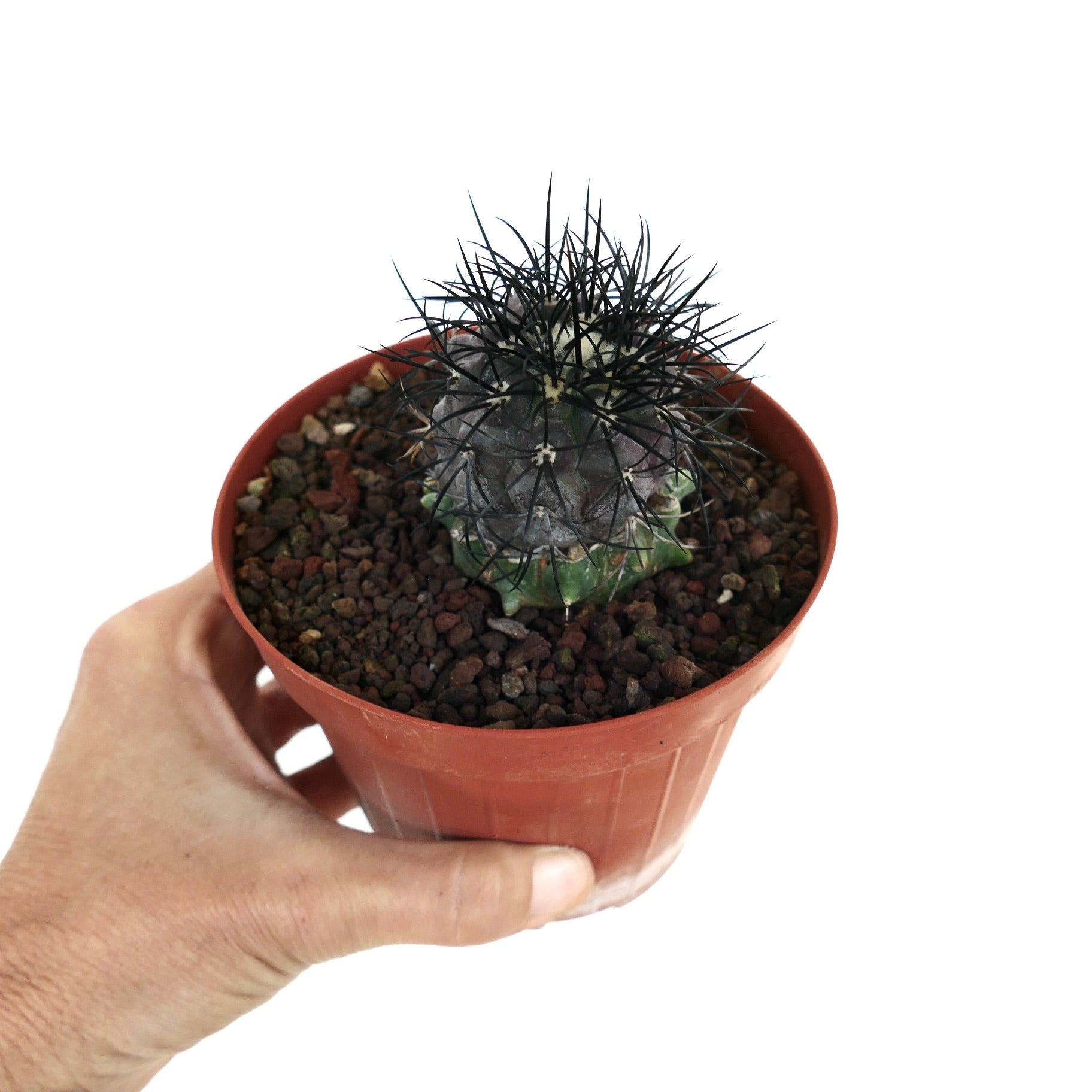 products/copiapoa-griseoviolacea-very-spiny-gray