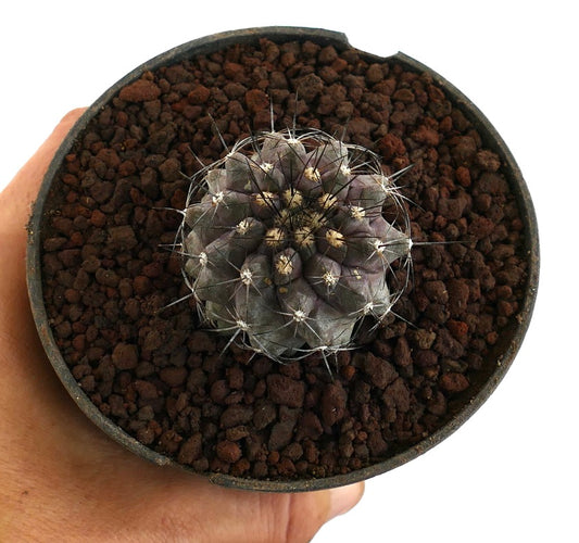 Copiapoa griseoviolacea X Copiapoa atacamensis