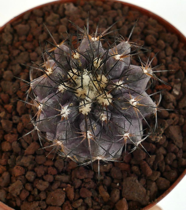 Copiapoa griseoviolacea X Copiapoa atacamensis