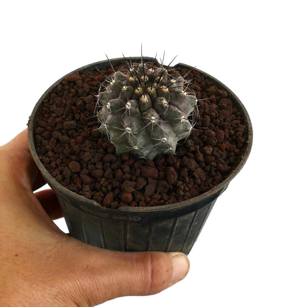 Copiapoa griseoviolacea X Copiapoa atacamensis