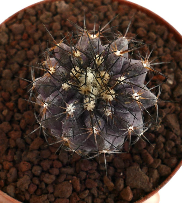 Copiapoa griseoviolacea X Copiapoa atacamensis