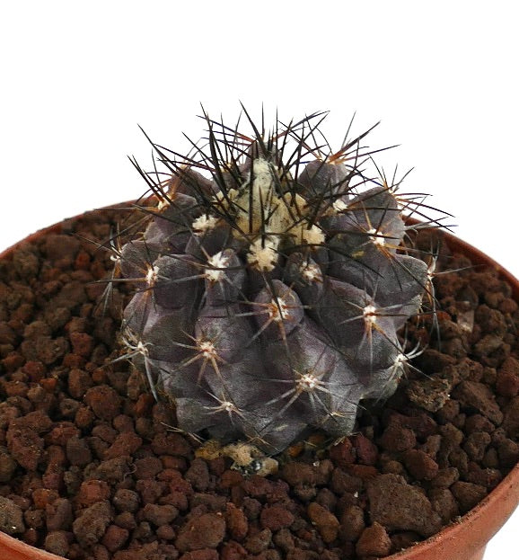 Copiapoa griseoviolacea X Copiapoa atacamensis