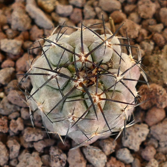 Copiapoa griseoviolacea X Copiapoa cinerea rare succulent cactus with thick spines and grayish-green body