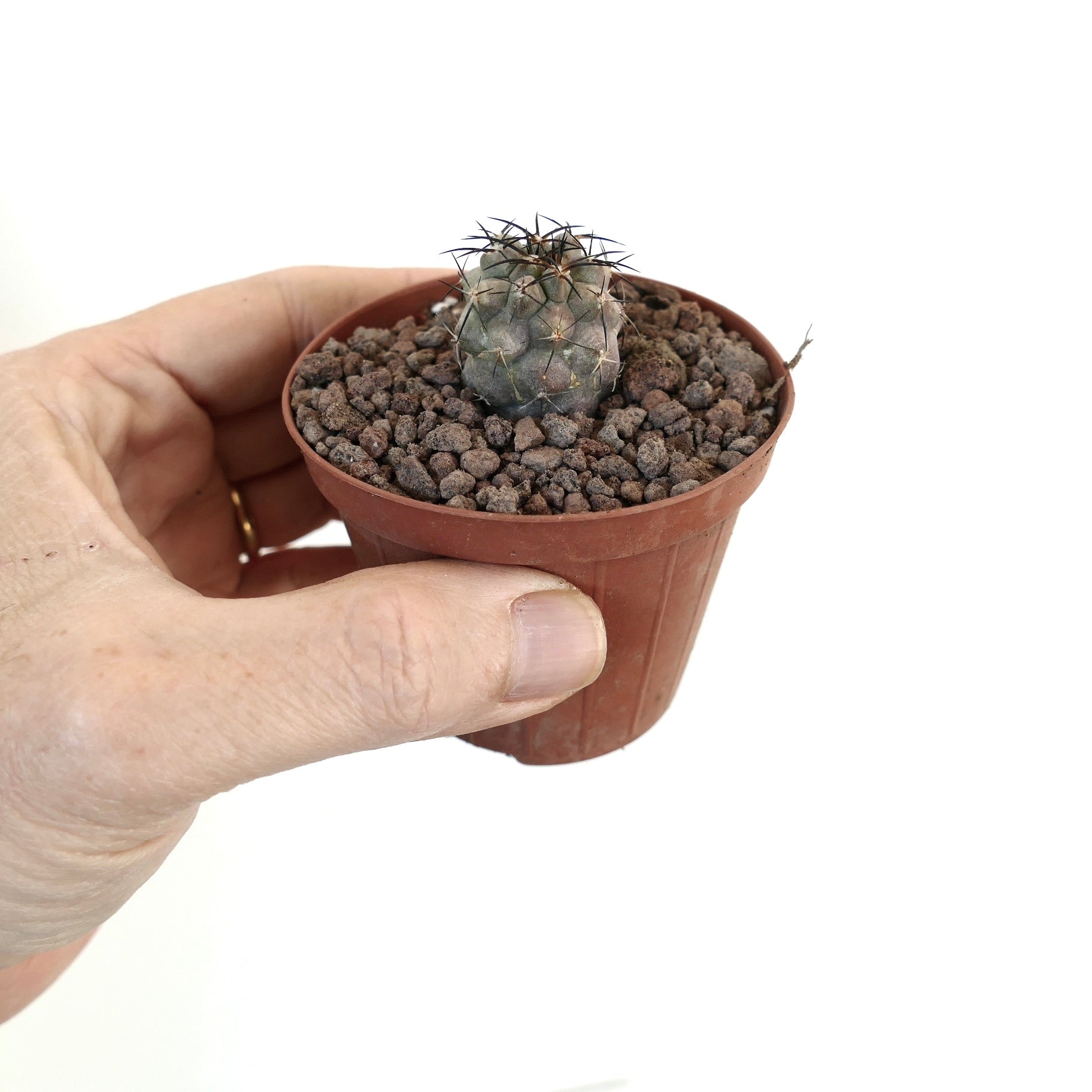Copiapoa griseoviolacea X Copiapoa cinerea small round cactus with dark spines in pot