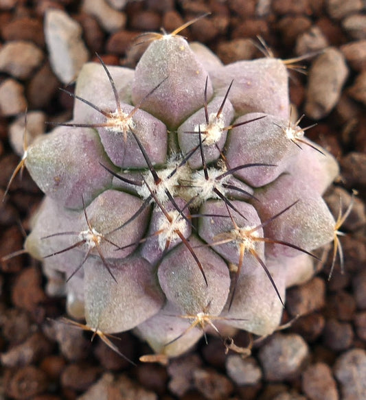 Copiapoa griseoviolacea X Copiapoa cinerea var. dealbata rare purple succulent cactus with long dark spines