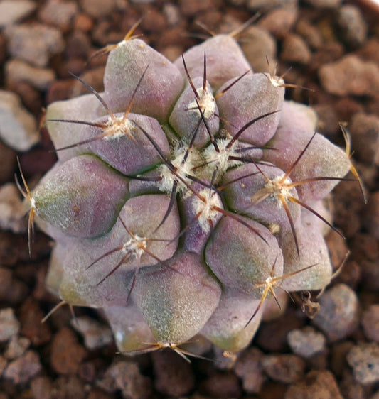 Copiapoa griseoviolacea X Copiapoa cinerea var. dealbata rare purple succulent cactus with long dark spines