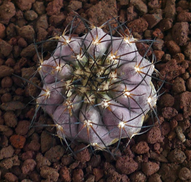 Copiapoa griseoviolacea X Copiapoa columna-alba