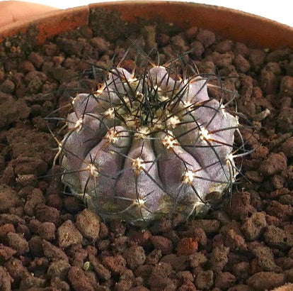 Copiapoa griseoviolacea X Copiapoa columna-alba