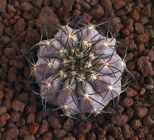 Copiapoa griseoviolacea X Copiapoa columna-alba