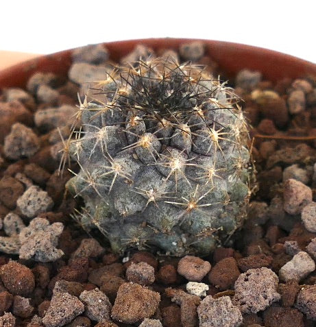 Copiapoa griseoviolacea X Copiapoa humilis small round succulent cactus with dense spines and grayish body