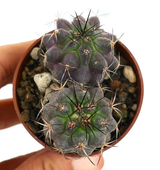 Copiapoa griseoviolacea X Copiapoa serpentisulcata cacto suculento raro com corpo roxo-esverdeado e espinhos afiados