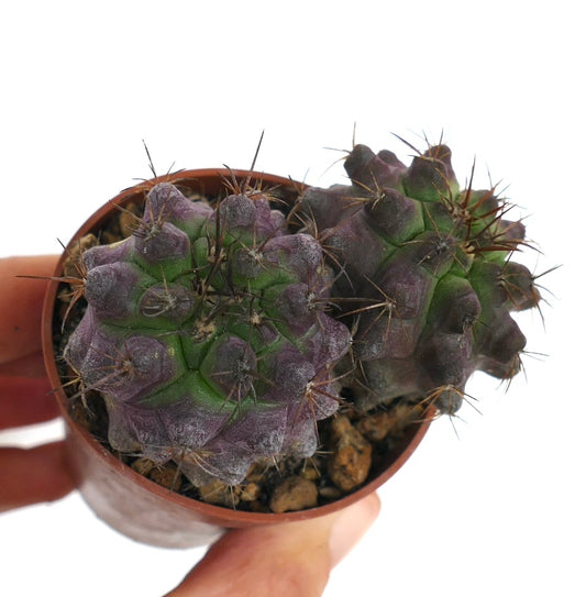 Copiapoa griseoviolacea X Copiapoa serpentisulcata raro cacto suculento com tubérculos roxo-esverdeados e espinhos afiados
